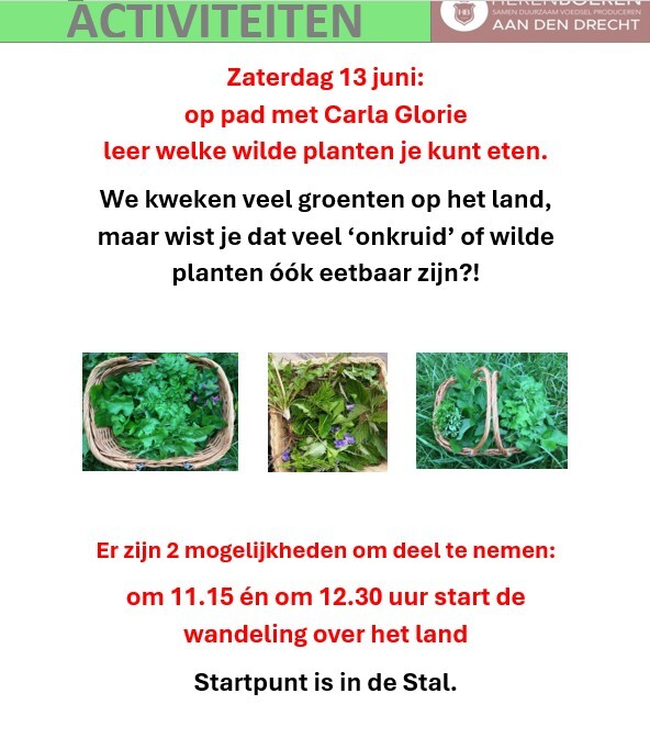 2026-06-13-aankondiging-plukwandeling-eetbaar-onkruid-jpg